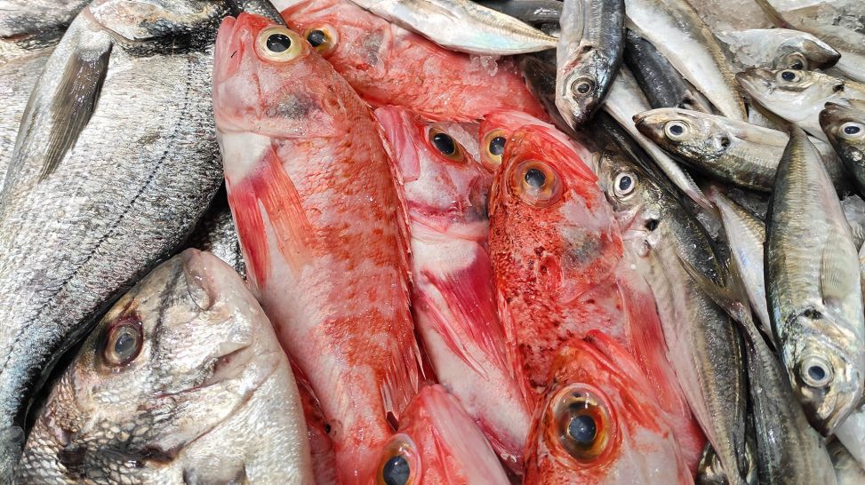 Seefische auf einem Marktstand (Bild: unsplash/Anna Auza)