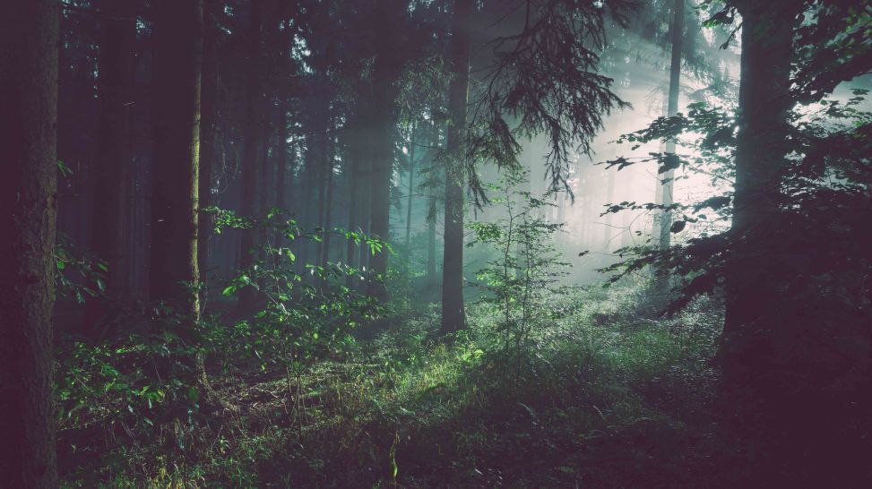Blick durch einen dichten Wald (Bild: unsplash/Sebastian Unrau)