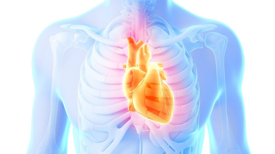 3D-Grafik eines Herzens in menschlichem Brustraum (Bild: imago/Science Photo Library)