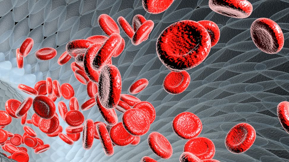 Thrombosegefahr: Blutkörperchen fließen durch die Blutbahn, 3d-Animation (Quelle: Colourbox)