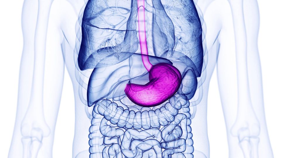 Magenspiegelung: 3D-Grafik eines menschlichen Magens (Bild: imago/Science Photo Library)