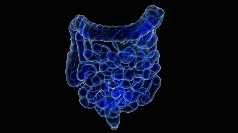 Parkinson: welche Rolle hat der Darm, Bild zeigt Grafik eines Darms in blau vor schwarzem Hintergrund (Quelle: Colourbox)
