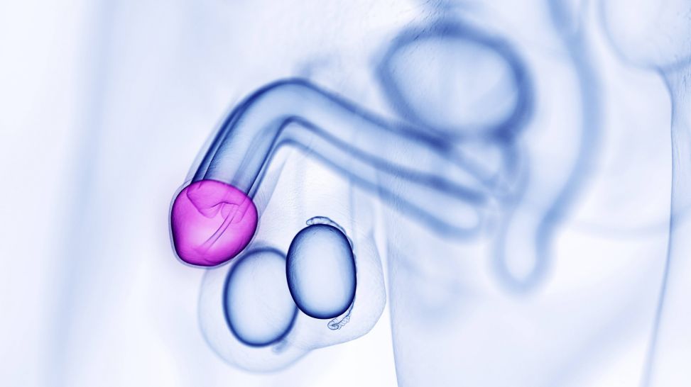 Vorhaut: In Grafik ist Vorhaut des Penis lila markiert (Quelle: imago/Science Photo Library)