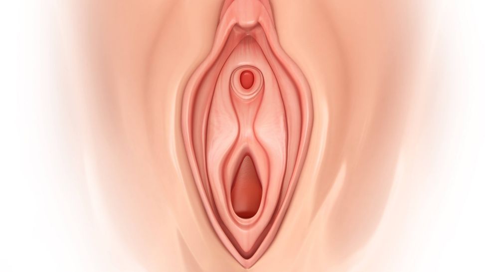 Vulva: Grafik zeigt Vulva mit Schamlippen, Klitoris und Scheidenvorhof (Quelle: imago/Science Photo Library)