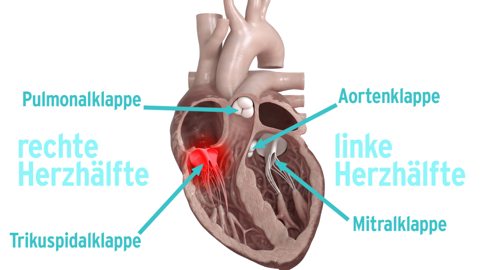 Herzklappenfehler: Anatomie eines Herzens mit Beschriftung der Herzklappen (Bild: imago/Science Photo Library/rbb)