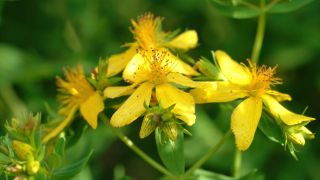 Johanniskraut: Bild zeigt gelbe Blüten der Heilpflanze (Bild: imago images/H. Tschanz-Hofmann)