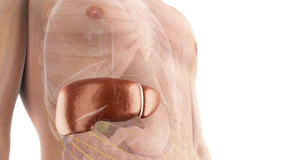 Leber checken gegen Hepatitis: Bild zeigt 3D-Grafik einer menschlichen Leber im Körper (Bild: imago images/Science Photo Library)