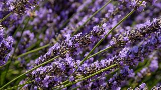 Heilpflanze Lavendel: Bild zeigt blühenden Lavendelbusch (Bild: Colourbox)