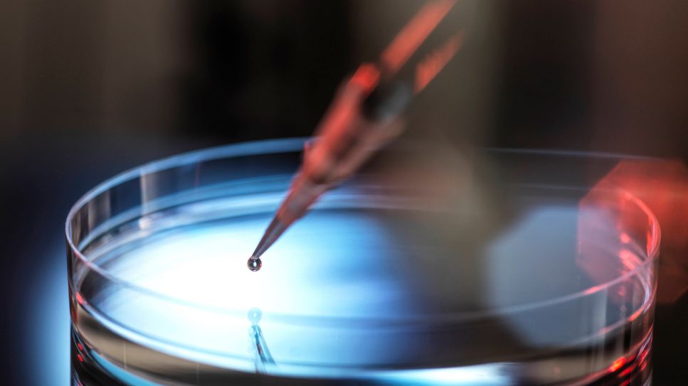 Stammzellspende, Bild zeigt Pipette, die eine Stammzellprobe in Petriglas pipettiert (Quelle: imago images / Westend61)