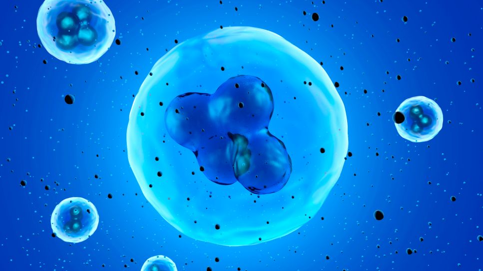 Stammzellentherapie: Bild zeigt dreidimensionale Grafik von einer Stammzelle (Quelle: imago images / Westend61)