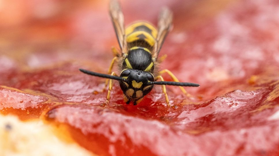 Wespenstich: Bild zeigt Wespe auf Brötchen mit Marmelade (Bild: imago images/agrarmotive)