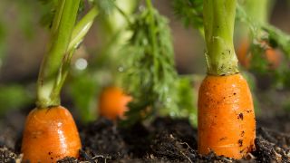 Gesunde Karotte: Bild zeigt Köpfe von Möhren mit grünen Blättern, die aus der Erde ragen (Bild: Colourbox)