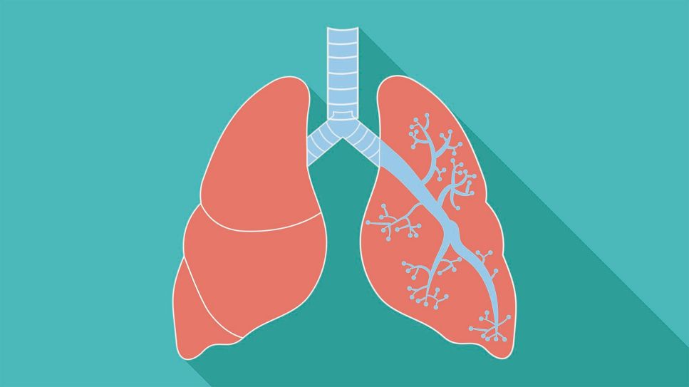 Bronchien: Bild zeigt Grafik der Lunge mit Luftröhre und Bronchien (Bild: Colourbox)
