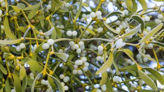 Heilpflanze Mistel: Bild zeigt Zweige einer Mistel im frostigen Winter (Bild: imago images/blickwinkel)