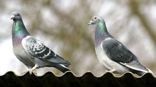 Tauben auf einem Dach (Bild: imago images/Belga)