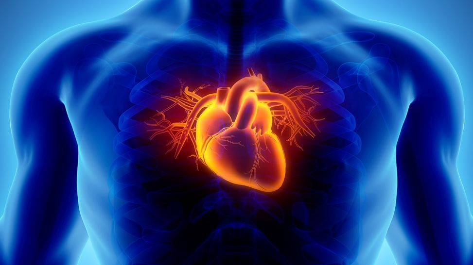 3D Herz in menschlicher Brust (Bild: Colourbox)