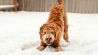 Hund streckt sich spielerisch im Schnee (Bild: unsplash/Brooke Cagle)