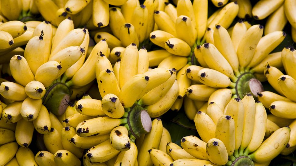 Bananenstauden (Quelle: imago/robertharding)