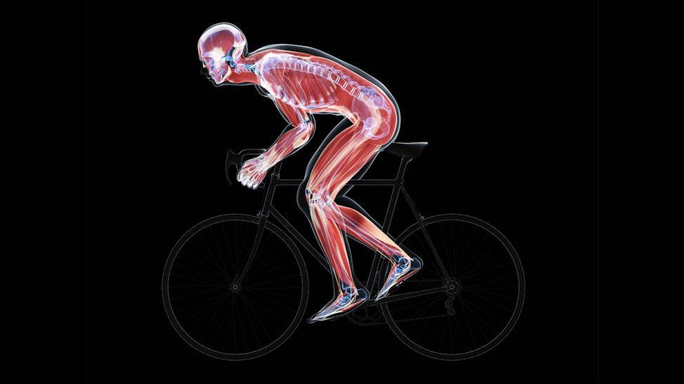 computer artwork: Muskeln eines Fahrradfahrers (Quelle: imago/Science Photo Library)
