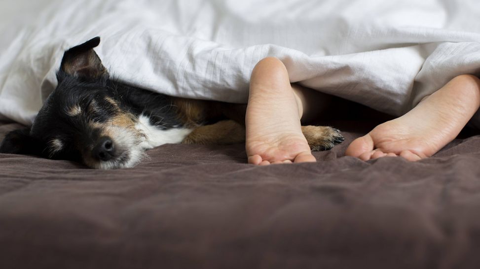 Mensch schläft gemeinsam mit Hund im Bett (Quelle: imago/Bernhard Classen)