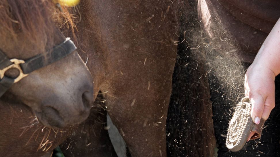 Frau striegelt ein Pferd (Quelle: imago/Frank Sorge)