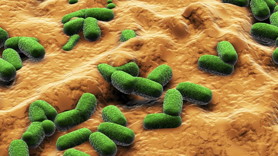 EHEC Bakterien (Bild: imago/Science Photo Library)