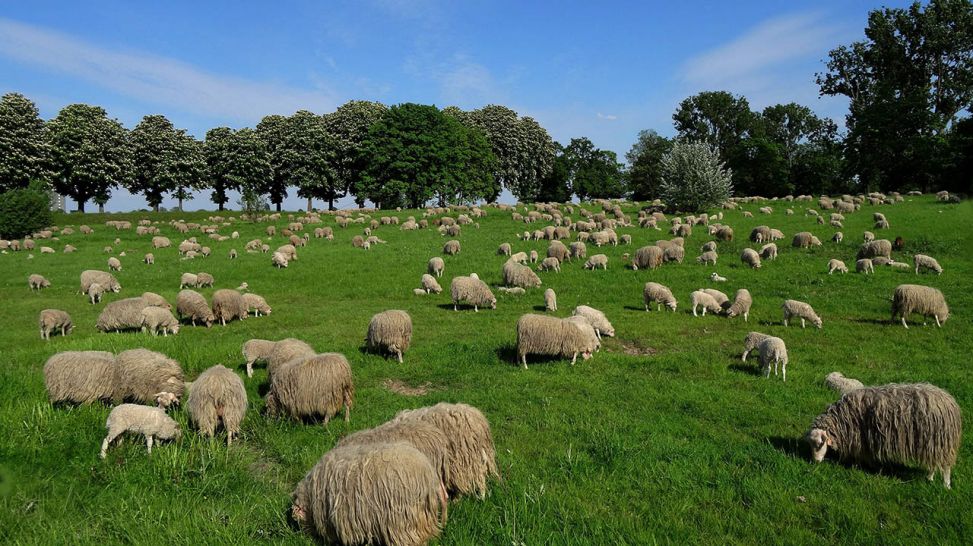 Schafe stehen auf einer Weide (Quelle: imago/Rech)
