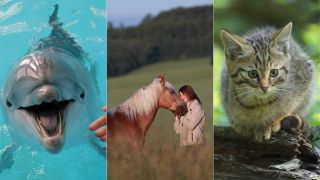 Delphin, Pferd und Katze als Therapietiere (Quelle: imago/ITAR-TASS/Frank Sorge/blickwinkel)