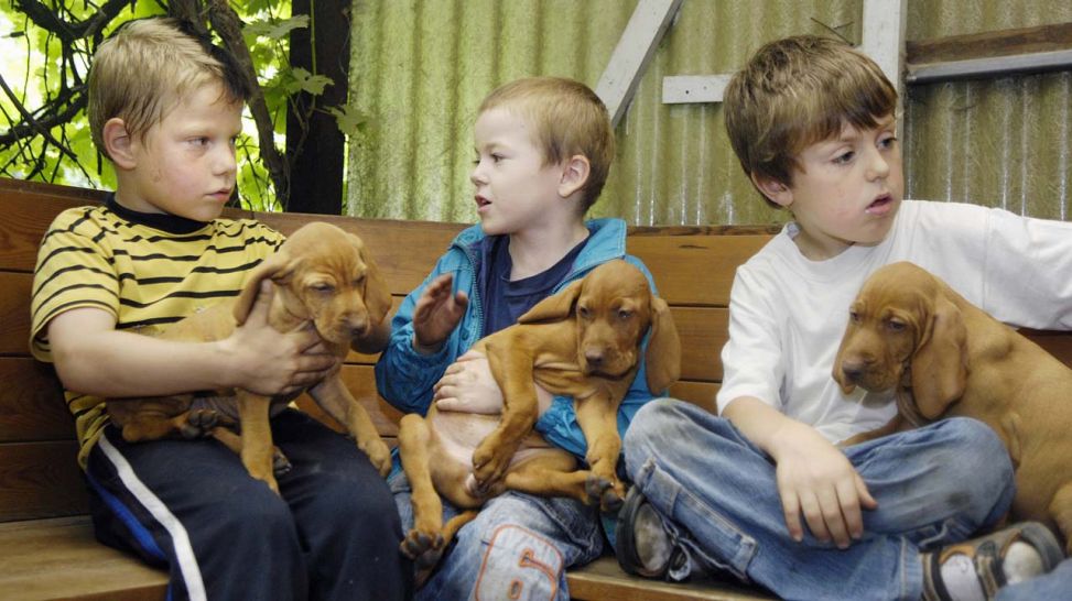 Therapiehund-Welpen der Rasse Magyar Vizsla kuscheln mit Schülern des Förderzentrums für Erziehungshilfe (Quelle: imago/Torsten Leukert)