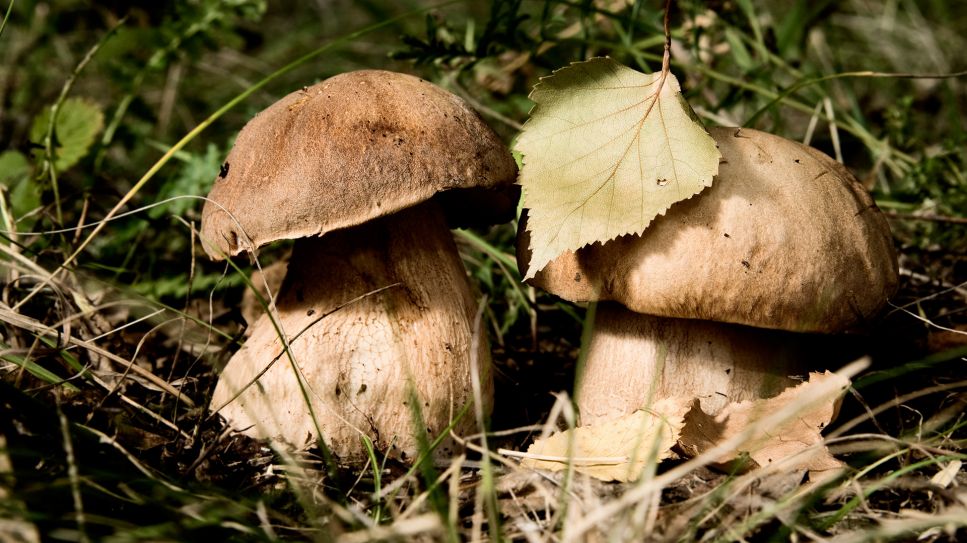 Pilze im Wald (Bild: Colourbox)