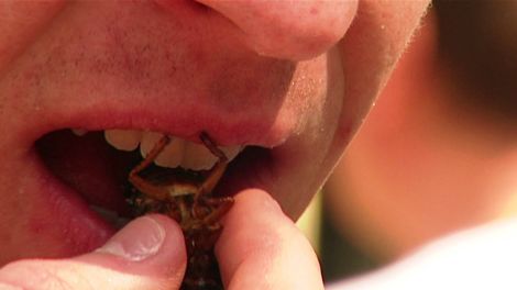 Ein Mann steckt sich eine Schabe in den Mund (Quelle: BR)