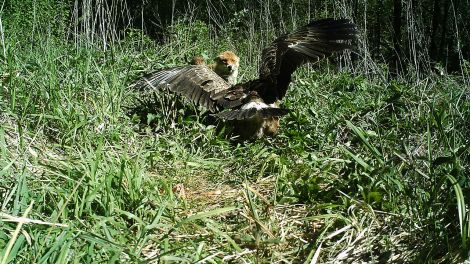 Schreiadler geht mit ausgebreiteten Flügeln auf Fuchs zu; Quelle: Ingo Börner