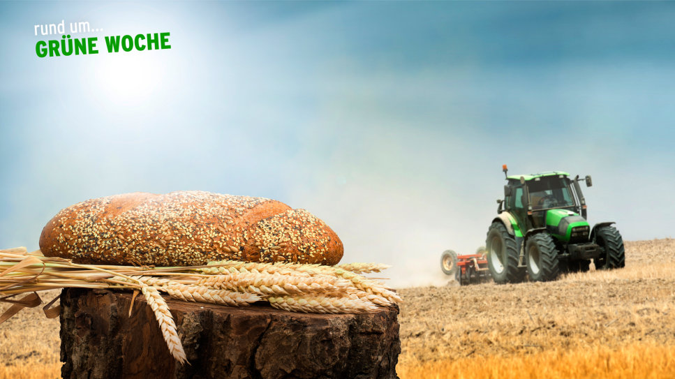 Feld mit Traktor, Brot und Ähren im Vordergrund; Logo "rund um... Grüne Woche" (Quelle: rbb/Colourbox.de)