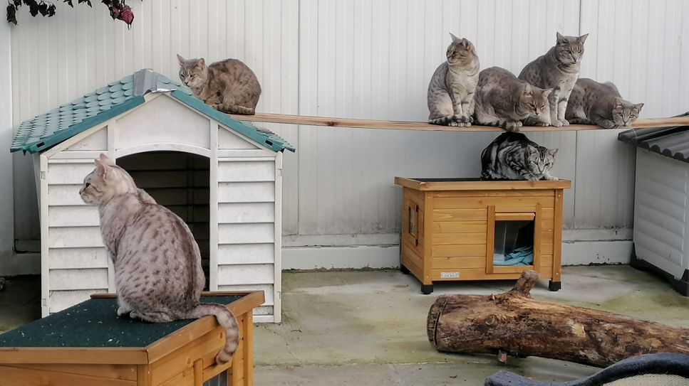 Katzen aus dem Tierheim Tornow