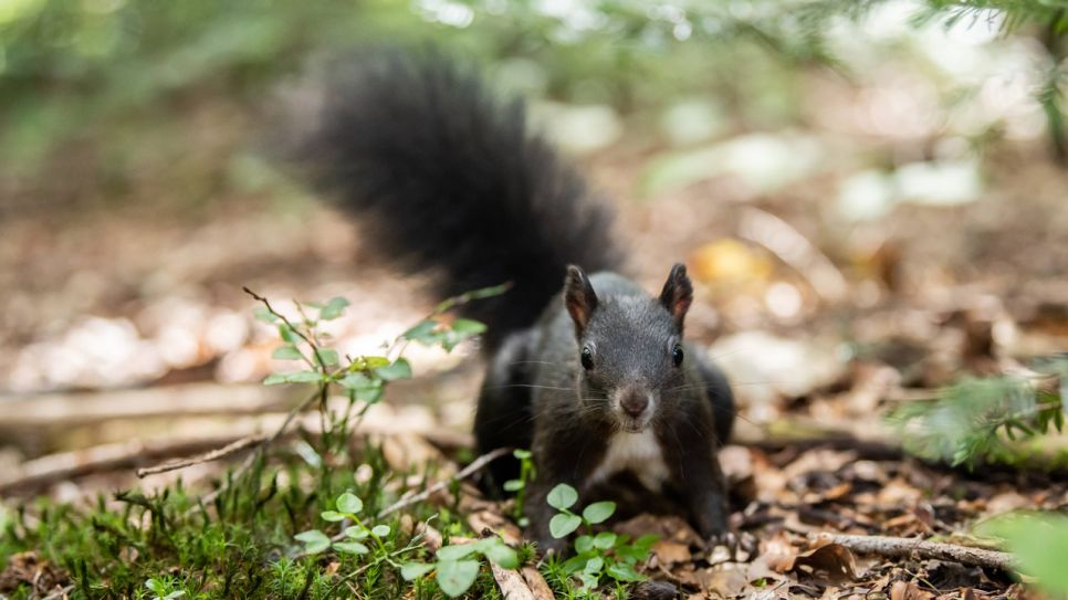 "Ein Eichhörnchen sitzt auf Waldboden"; © imago images / Silas Stein