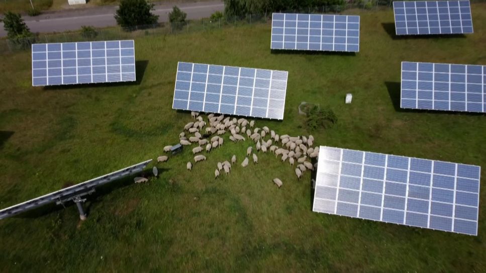 schön+gut: Schafe im Solarpark