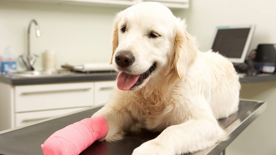 Hund beim Tierarzt (Quelle: imago)