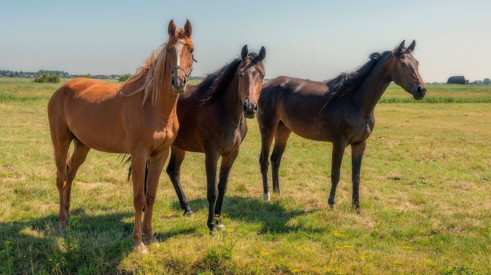 Pferde auf der Wiese (Quelle: imago)