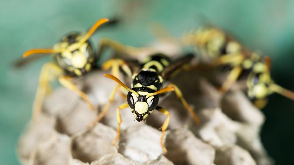Drei Wespen auf Waben in Nahaufnahme (Quelle: Colourbox)