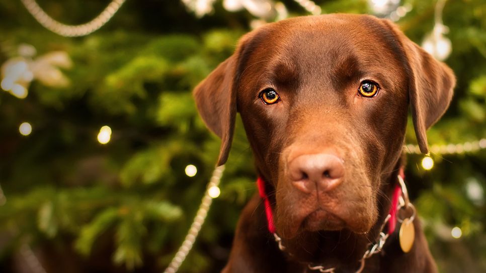Labrador vor einem Weihnachtsbaum (Quelle: IMAGO / agefotostock)
