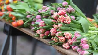 Tulpen, Schnittblumen (Quelle: IMAGO / Henning Scheffen)