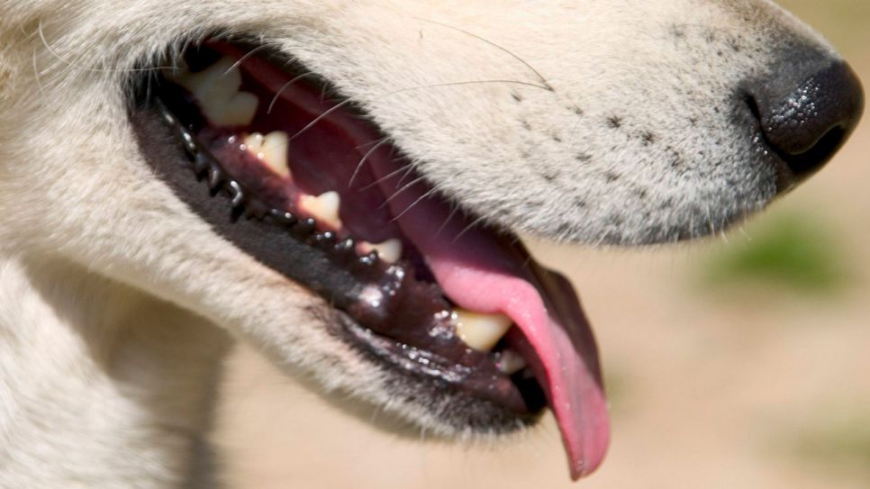 Maul eines Hundes (Quelle: IMAGO / blickwinkel)