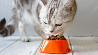 Katzenfutter gibt es vieles, aber welches ist auch gut für die Miez (Quelle: IMAGO / agefotostock)