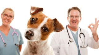 Jack Russell Terrier mit zwei Tierärztinnen im Hintergrund. Quelle: Colourbox/ Andy Dean Photography