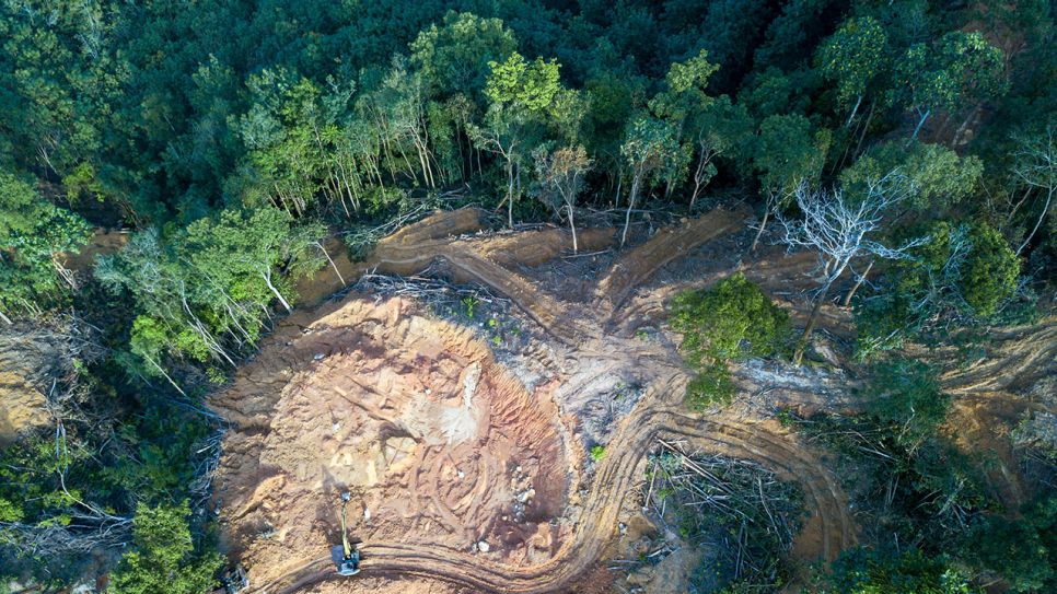 Ein Stück abgeholzer Regenwald aus der Vogelperspektive (Quelle: IMAGO / PantherMedia)