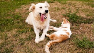 Ein Hund und eine Katze auf verdorrtem Rasen (Quelle: imago images / Design Pics)