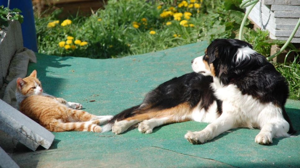 Hund und Katze liegen im Sommer auf einer Matte (Quelle: imago images /Wirestock)