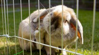Ein Kaninchen im Außengehege (Quelle: imago images / McPHOTO)