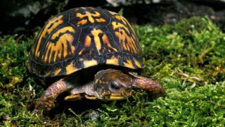 Eine Schildkröte auf moosigem Untergrund (Quelle: imago images / imageboker)