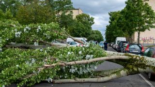 Ein umgestürzter Baum liegt auf einer Straße in Berlin (Quelle: imago images / Seeliger)